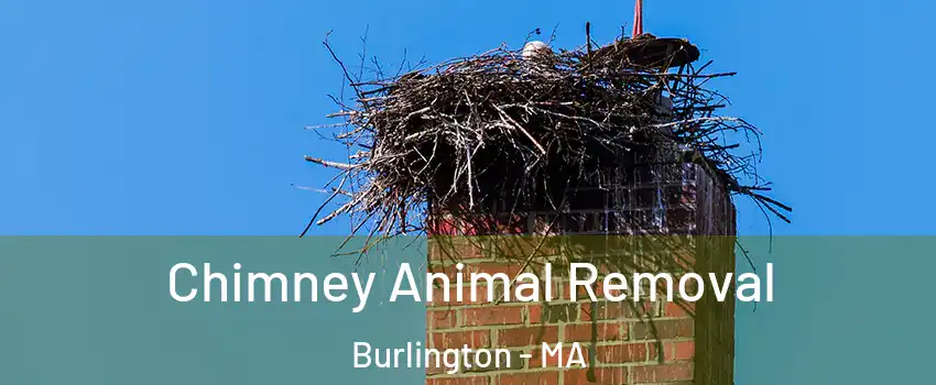  Chimney Animal Removal Burlington - MA