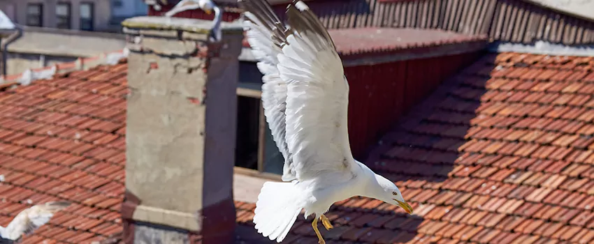 Residential Chimney Animal Removal Solution in Burlington, MA