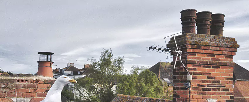 Chimney Cleaning And Restoration in Burlington, Massachusetts